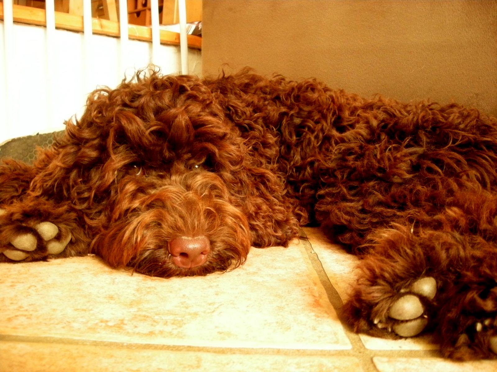 australian labradoodle
